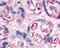 Fms Related Tyrosine Kinase 1 antibody, 48-407, ProSci, Immunohistochemistry frozen image 
