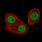 CCCTC-Binding Factor antibody, NBP2-52910, Novus Biologicals, Immunocytochemistry image 