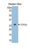 NOG antibody, LS-C295659, Lifespan Biosciences, Western Blot image 