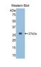 Noggin antibody, LS-C295659, Lifespan Biosciences, Western Blot image 