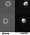 NUMB Endocytic Adaptor Protein antibody, PA1-31840, Invitrogen Antibodies, Immunofluorescence image 