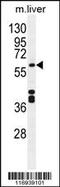 Cytochrome P450 1A2 antibody, 55-783, ProSci, Western Blot image 