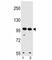 WD Repeat Domain 3 antibody, F42257-0.4ML, NSJ Bioreagents, Western Blot image 