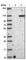 GTPase Activating Rap/RanGAP Domain Like 3 antibody, HPA028757, Atlas Antibodies, Western Blot image 