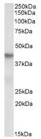 PIN2 (TERF1) Interacting Telomerase Inhibitor 1 antibody, AP10037PU-N, Origene, Western Blot image 