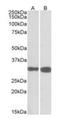 Pyridoxal Phosphatase antibody, orb125090, Biorbyt, Western Blot image 