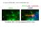 Retinitis Pigmentosa GTPase Regulator antibody, 16891-1-AP, Proteintech Group, Immunofluorescence image 