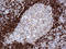 CD79b Molecule antibody, LS-C795482, Lifespan Biosciences, Immunohistochemistry paraffin image 