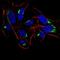 Histone Deacetylase 4 antibody, NBP2-52481, Novus Biologicals, Immunofluorescence image 