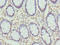 Cytohesin 2 antibody, orb39802, Biorbyt, Immunohistochemistry paraffin image 