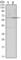 Cyclin B1 antibody, abx015791, Abbexa, Western Blot image 