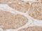 Mitochondrial Ribosomal Protein S22 antibody, NBP1-31568, Novus Biologicals, Immunohistochemistry paraffin image 