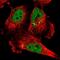 Major Facilitator Superfamily Domain Containing 8 antibody, NBP1-92114, Novus Biologicals, Immunofluorescence image 