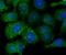 DANCE antibody, NBP2-76929, Novus Biologicals, Immunocytochemistry image 