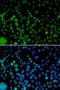Interferon Regulatory Factor 2 antibody, orb135761, Biorbyt, Immunofluorescence image 