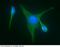 Mitogen-Activated Protein Kinase 9 antibody, 10745-R004, Sino Biological, Immunohistochemistry paraffin image 