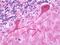 Transmembrane BAX Inhibitor Motif Containing 1 antibody, orb178974, Biorbyt, Immunohistochemistry paraffin image 