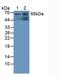 Glucosidase Alpha, Acid antibody, LS-C706770, Lifespan Biosciences, Western Blot image 