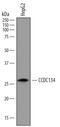 Coiled-Coil Domain Containing 134 antibody, MAB7784, R&D Systems, Western Blot image 