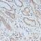 Elongin B antibody, 14-948, ProSci, Immunohistochemistry paraffin image 