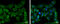 Caseinolytic Mitochondrial Matrix Peptidase Proteolytic Subunit antibody, GTX104656, GeneTex, Immunocytochemistry image 