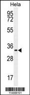 Cyclin H antibody, 55-521, ProSci, Western Blot image 