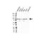 Myristoylated alanine-rich C-kinase substrate antibody, VPA00204, Bio-Rad (formerly AbD Serotec) , Western Blot image 