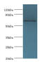 TATA-Box Binding Protein Associated Factor 5 Like antibody, LS-C376744, Lifespan Biosciences, Western Blot image 