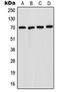 Sphingomyelin Phosphodiesterase 1 antibody, orb214591, Biorbyt, Western Blot image 