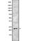 Potassium Calcium-Activated Channel Subfamily M Regulatory Beta Subunit 4 antibody, PA5-67967, Invitrogen Antibodies, Western Blot image 