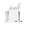 REG1A antibody, VPA00506, Bio-Rad (formerly AbD Serotec) , Western Blot image 
