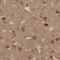 Neurochondrin antibody, NBP1-87901, Novus Biologicals, Immunohistochemistry frozen image 