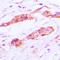 Chloride Intracellular Channel 4 antibody, LS-C354165, Lifespan Biosciences, Immunohistochemistry frozen image 
