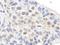 Claspin antibody, GTX23720, GeneTex, Immunohistochemistry paraffin image 