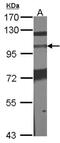 Phosphodiesterase 11A antibody, NBP1-32910, Novus Biologicals, Western Blot image 