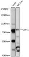 G1 To S Phase Transition 1 antibody, 16-494, ProSci, Western Blot image 