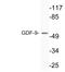 Growth Differentiation Factor 9 antibody, LS-C291694, Lifespan Biosciences, Western Blot image 