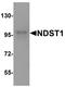 N-Deacetylase And N-Sulfotransferase 1 antibody, A05596, Boster Biological Technology, Western Blot image 