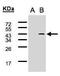 SYF2 Pre-MRNA Splicing Factor antibody, PA5-28706, Invitrogen Antibodies, Western Blot image 