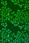 CCCTC-Binding Factor antibody, LS-C748328, Lifespan Biosciences, Immunofluorescence image 