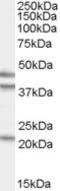 GA Binding Protein Transcription Factor Subunit Beta 1 antibody, LS-B4349, Lifespan Biosciences, Western Blot image 