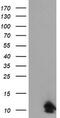 FXYD Domain Containing Ion Transport Regulator 3 antibody, TA504572S, Origene, Western Blot image 