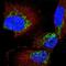 Acylglycerol Kinase antibody, HPA053471, Atlas Antibodies, Immunocytochemistry image 