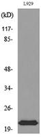Interferon Lambda 1 antibody, A30780, Boster Biological Technology, Western Blot image 