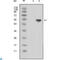 Lipocalin 1 antibody, LS-C814055, Lifespan Biosciences, Western Blot image 