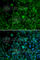 Interferon Regulatory Factor 4 antibody, A1052, ABclonal Technology, Immunofluorescence image 