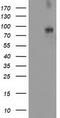 Dipeptidyl Peptidase Like 10 antibody, TA503585S, Origene, Western Blot image 