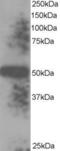 Thioredoxin domain-containing protein 5 antibody, TA302959, Origene, Western Blot image 