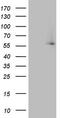 IKAROS Family Zinc Finger 3 antibody, LS-C339096, Lifespan Biosciences, Western Blot image 