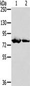 Transglutaminase-5 antibody, TA350533, Origene, Western Blot image 